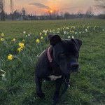 Un American Bully Staffy Bull Terrier marchant un terrain herbeux et portant un collier