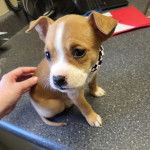 Un chiot American Bully Staffy Bull Terrier assis sur une table 