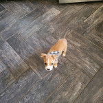 Un chiot American Bully Staffy Bull Terrier sur un parquet et portant un foulard