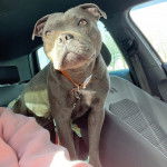 Un American Bully Staffy Bull Terrier dans une voiture et qui est tenu en laisse 