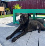 Un American Bully Staffy Bull Terrier allongé et semblant détendu 