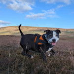 Un American Bully Staffy Bull Terrier marchant sur un terrain herbeux tirant la langue et portant un harnais 