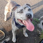 Un American Bully Staffy Bull Terrier tirant la langue et portant un harnais 