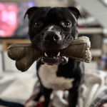 Un American Bully Staffy Bull Terrier tenant un os dans sa gueule 