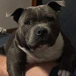 Un American Bully Staffy Bull Terrier allongé sur une personne et regardant vers la caméra
