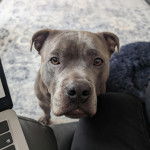 Un American Bully Staffy Bull Terrier assis sur une moquette et regardant vers la caméra  