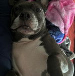 Un American Bully Staffy Bull Terrier allongé sur un lit