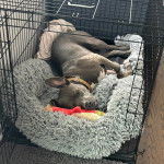 Un American Bully Staffy Bull Terrier allongé dans une cage et portant un collier autour du cou 