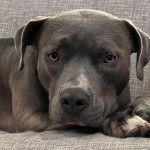 Un American Bully Staffy Bull Terrier allongé sur un canapé et semblant détendu