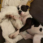 Un American Bully Staffy Bull Terrier allongé sur un canapé et regardant vers la caméra 