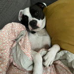 Un American Bully Staffy Bull Terrier allongé sur un canapé et portant un collier autour du cou