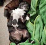 Un American Bully Staffy Bull Terrier allongé sur le dos dans un panier et semblant détendu 