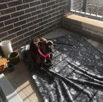 Un American Bully Staffy Bull Terrier allongé sur un tapis et portant un collier autour du cou