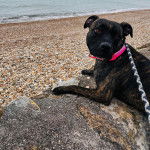 Un American Bully Staffy Bull Terrier allongé sur une roche qui est tenu en laisse et semblant détendu 
