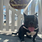 Un American Bully Staffy Bull Terrier tirant la langue et portant un harnais 