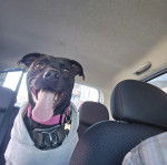 Un American Bully Staffy Bull Terrier assis dans une voiture ayant la langue pendante et portant un habit pour chien 