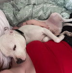 Un American Bully Staffy Bull Terrier allongé à côté d'une femme et portant un collier autour du cou