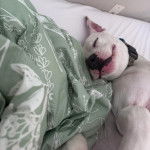Un American Bully Staffy Bull Terrier dormant sur un lit et portant un collier autour du cou 