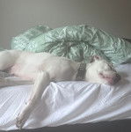 Un American Bully Staffy Bull Terrier allongé sur un lit et portant un collier autour du cou