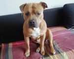 Un American Bully Staffy Bull Terrier assis sur un canapé 