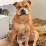 Un American Bully Staffy Bull Terrier assis et regardant vers la caméra 