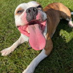 Un American Bully Staffy Bull Terrier allongé sur un terrain herbeux et ayant la langue pendante 