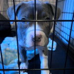Un chiot American Bully Staffy Bull Terrier dans une cage 