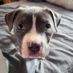 Un American Bully Staffy Bull Terrier sur un lit et regardant vers la caméra