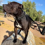 Un American Bully Staffy Bull Terrier sur un tronc d'arbre et qui est tenu en laisse 