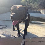 Un American Bully Staffy Bull Terrier tirant la langue et qui est tenu en laisse 