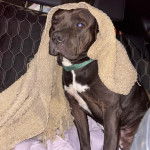 Un American Bully Staffy Bull Terrier assis sur le siège d'une voiture et portant un collier autour du cou