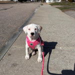 Un American Bully Staffy Bull Terrier assis sur un trottoir et qui est tenu en laisse 