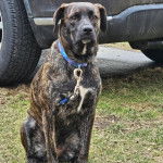Un American Bully Staffy Bull Terrier assis sur un terrain herbeux et qui est tenu en laisse