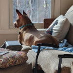 Un American Bully Staffy Bull Terrier allongé sur un canapé