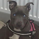 Un American Bully Staffy Bull Terrier regardant vers la caméra et portant un harnais 