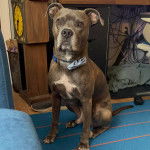 Un American Bully Staffy Bull Terrier allongé sur un tapis et portant un collier autour du cou
