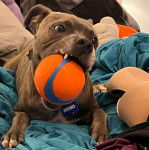 Un American Bully Staffy Bull Terrier allongé et tenant une balle dans sa gueule 