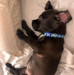 Un chiot American Bully Staffy Bull Terrier allongé et portant un collier autour du cou