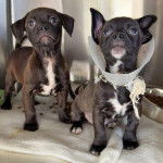 Deux American Bully Staffy Bull Terrier regardant vers le haut  