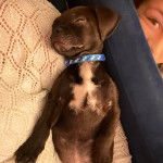 Un American Bully Staffy Bull Terrier allonger sur un canapé et portant un collier autour du cou 