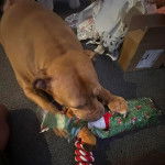 Un American Bully Staffy Bull Terrier sur une moquette et mordant un sachet