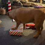 Un American Bully Staffy Bull Terrier sur une moquette et ayant un patte posée sur un cadeau 
