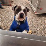 Un American Bully Staffy Bull Terrier portant un habit pour chien et un collier autour du cou