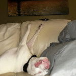 Un American Bully Staffy Bull Terrier allongé sur le dos sur un canapé et portant un collier autour du cou