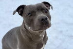 Un American Bully Staffy Bull Terrier assis sur une surface enneigée
