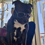 Un American Bully Staffy Bull Terrier regardant vers la caméra et portant une paire de lunettes