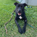 Un American Bully Staffy Bull Terrier allongé sur un terrain gazonné et regardant vers la caméra 
