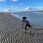 Un American Bully Staffy Bull Terrier sur une surface sableuse et portant un harnais 
