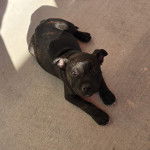 Un American Bully Staffy Bull Terrier allongé sur une surface bétonnée et regardant vers la caméra 