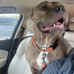 Un American Bully Staffy Bull Terrier dans une voiture et portant un collier autour du cou